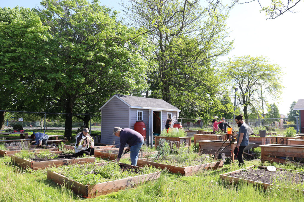 Le jardin communautaire de Collectivement Elles rouvre ses portes - Le ...
